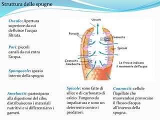 Pori: piccoli
canali da cui entra
l’acqua.
Struttura delle spugne
Coanociti: cellule
flagellate che
muovendosi provocano
il flusso d’acqua
all’interno della
spugna.
Amebociti: partecipano
alla digestione del cibo,
distribuiscono i materiali
nutritivi e si differenziano i
gameti.
Spicole: sono fatte di
silice o di carbonato di
calcio. Fungono da
impalcatura e sono un
deterrente contro i
predatori.
Osculo: Apertura
superiore da cui
defluisce l’acqua
filtrata.
Spongocele: spazio
interno della spugna
 