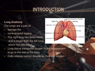 INTRODUCTION
Lung Anatomy
The lungs are a pair of
 sponge-like
 cone-shaped organs
 The right lung has three lobes,
and is larger than the left lung,
which has two lobes
 Lung tissue transports oxygen to the bloodstream
to go to the rest of the body.
 Cells release carbon dioxide as they use oxygen
 