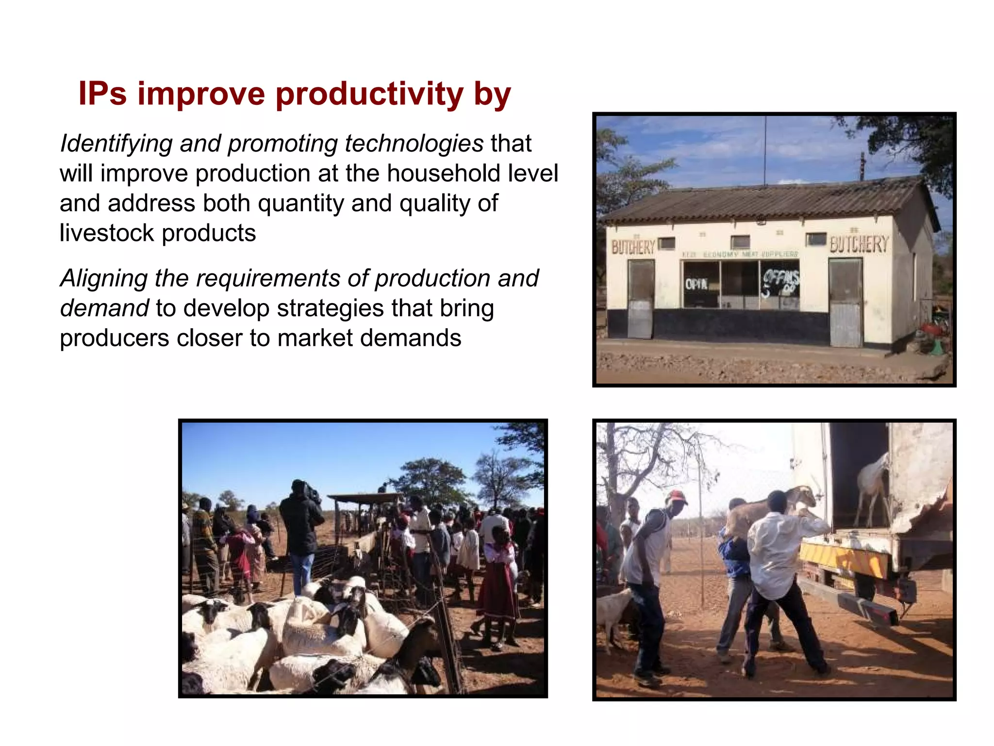 IPs improve productivity by
Identifying and promoting technologies that
will improve production at the household level
and address both quantity and quality of
livestock products
Aligning the requirements of production and
demand to develop strategies that bring
producers closer to market demands
 