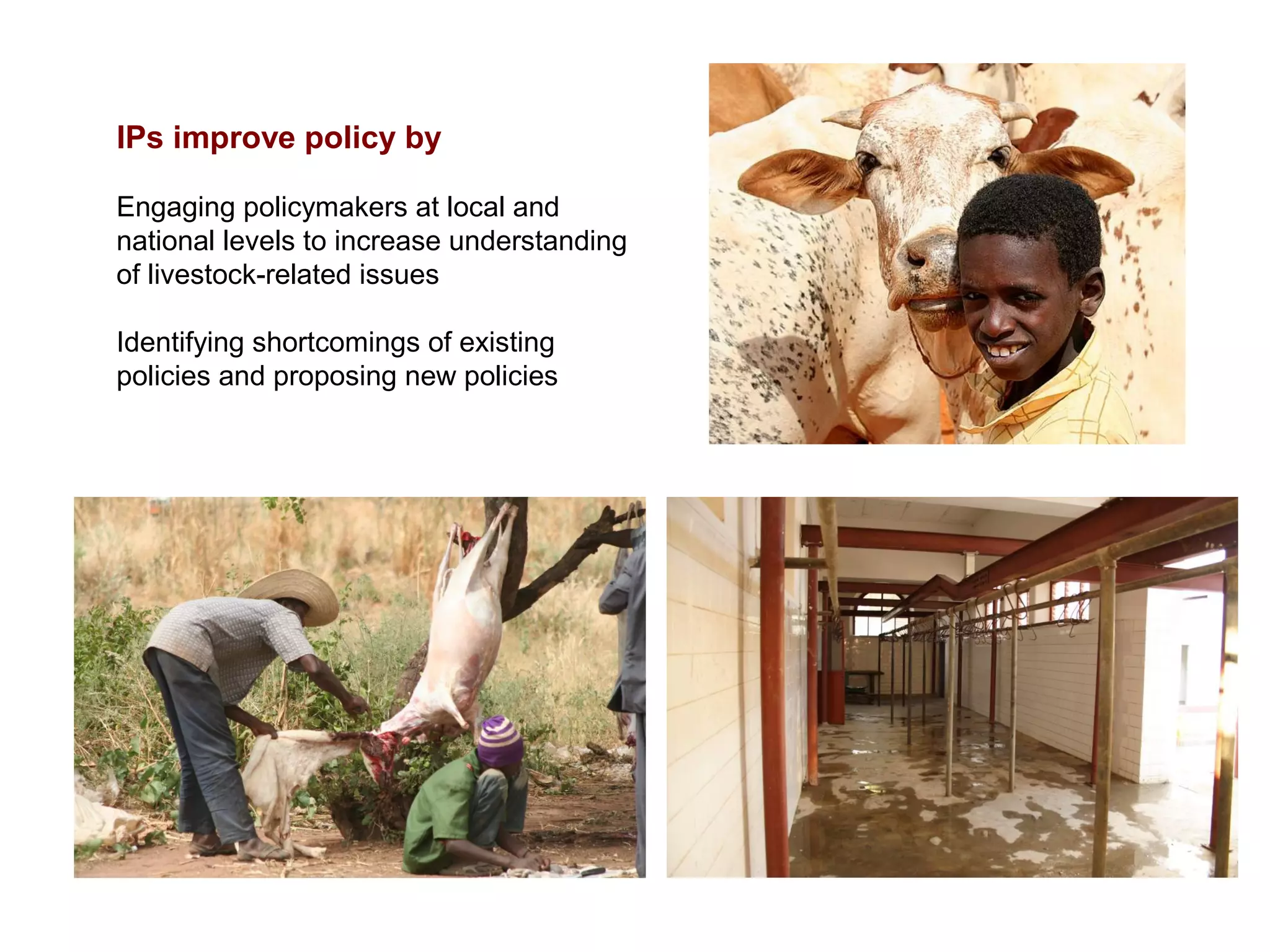 IPs improve policy by
Engaging policymakers at local and
national levels to increase understanding
of livestock-related issues
Identifying shortcomings of existing
policies and proposing new policies
 