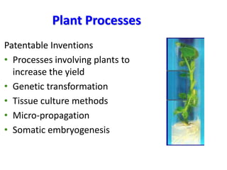 Ip protected invention in the field of biotechnology | PPTX