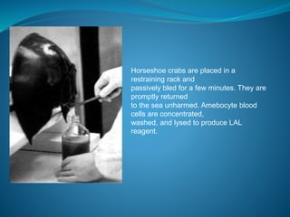 Horseshoe crabs are placed in a 
restraining rack and 
passively bled for a few minutes. They are 
promptly returned 
to the sea unharmed. Amebocyte blood 
cells are concentrated, 
washed, and lysed to produce LAL 
reagent. 
 