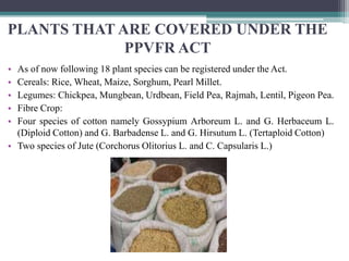 PLANTS THAT ARE COVERED UNDER THE
PPVFR ACT
• As of now following 18 plant species can be registered under the Act.
• Cereals: Rice, Wheat, Maize, Sorghum, Pearl Millet.
• Legumes: Chickpea, Mungbean, Urdbean, Field Pea, Rajmah, Lentil, Pigeon Pea.
• Fibre Crop:
• Four species of cotton namely Gossypium Arboreum L. and G. Herbaceum L.
(Diploid Cotton) and G. Barbadense L. and G. Hirsutum L. (Tertaploid Cotton)
• Two species of Jute (Corchorus Olitorius L. and C. Capsularis L.)
 