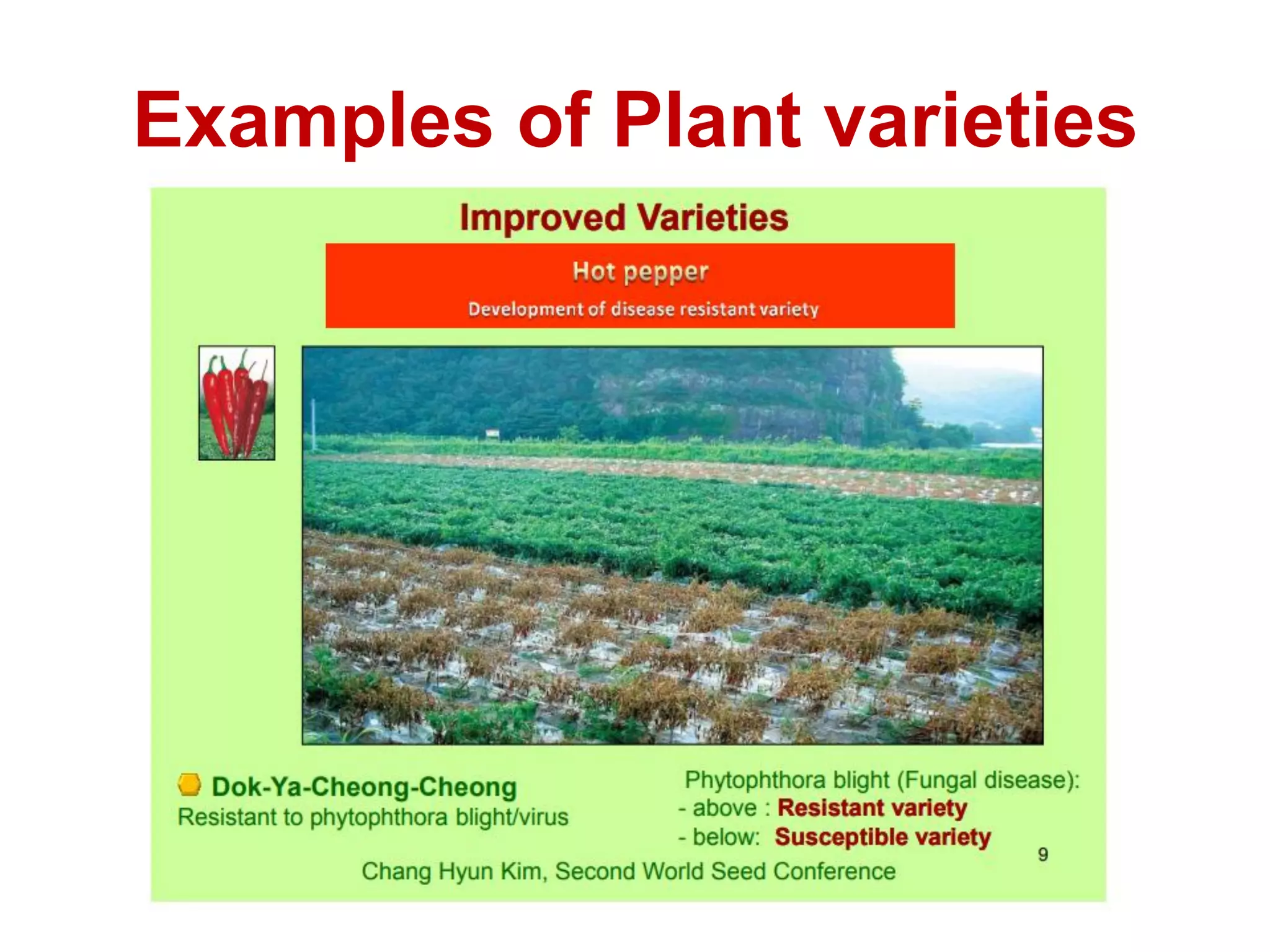 Examples of Plant varieties
 