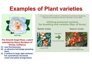 Examples of Plant varieties
The Smooth Angel Rose, a plant
patented by Henry Davidson of
Orinda, California
(1) near thornlessness
(2) an attractive full foliage spreading
plant;
(3) a medium to large, tight centered,
full, symmetrical, two toned
cream and yellow-orange bloom.
 
