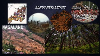 ALNUS NEPALENSIS
 