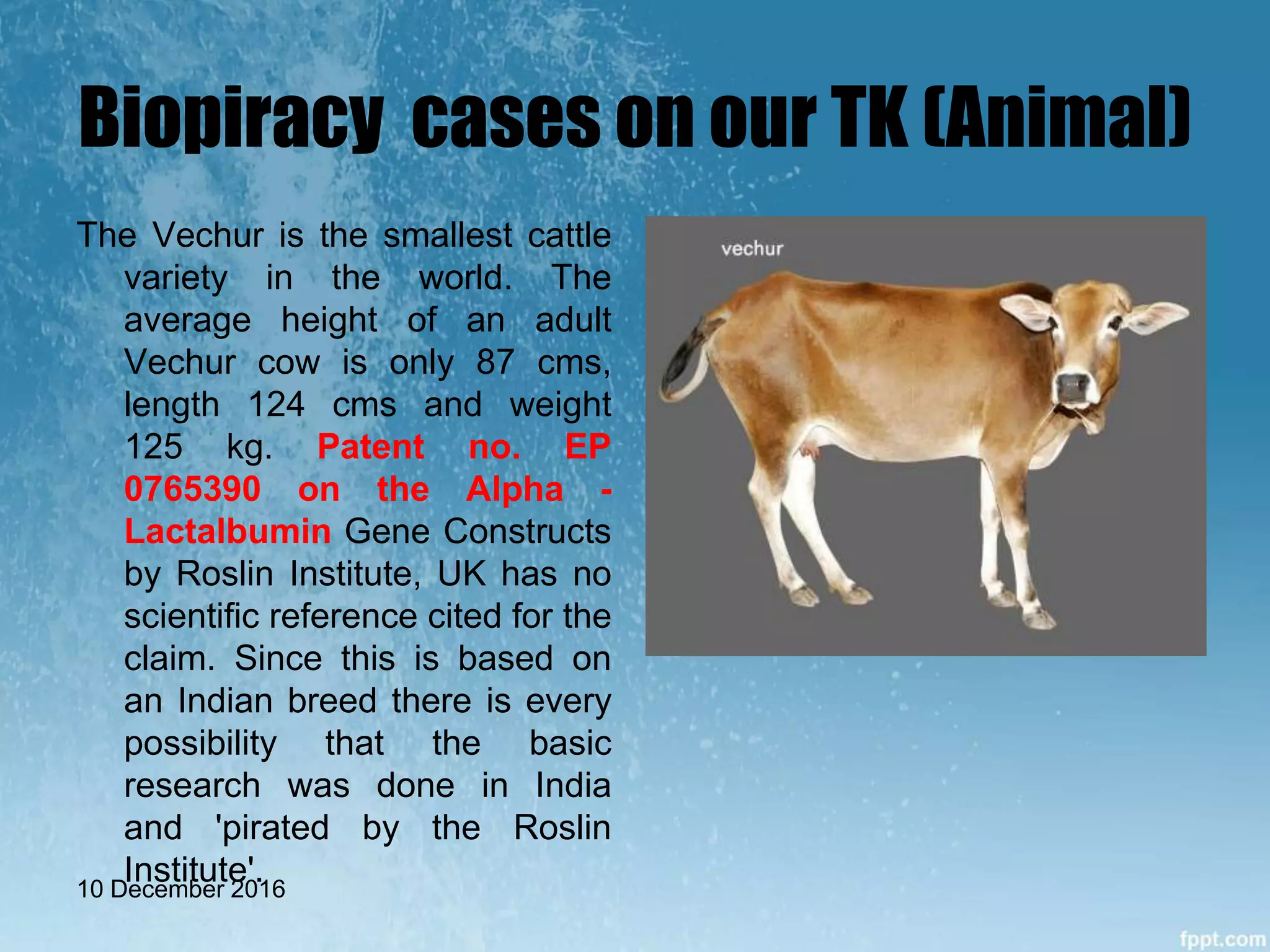 Biopiracy cases on our TK (Animal)
The Vechur is the smallest cattle
variety in the world. The
average height of an adult
Vechur cow is only 87 cms,
length 124 cms and weight
125 kg. Patent no. EP
0765390 on the Alpha -
Lactalbumin Gene Constructs
by Roslin Institute, UK has no
scientific reference cited for the
claim. Since this is based on
an Indian breed there is every
possibility that the basic
research was done in India
and 'pirated by the Roslin
Institute'.10 December 2016
 