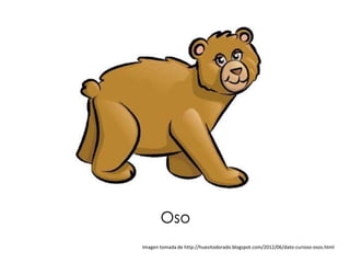 Oso
Imagen tomada de http://huesitodorado.blogspot.com/2012/06/dato-curioso-osos.html
 