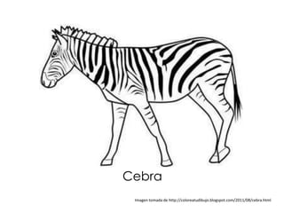 Cebra
 Imagen tomada de http://coloreatudibujo.blogspot.com/2011/08/cebra.html
 