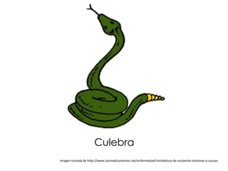 Culebra
Imagen tomada de http://www.losmedicamentos.net/enfermedad/mordedura-de-serpiente-sintomas-y-causas
 