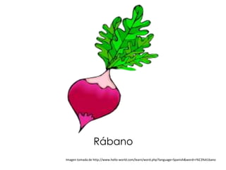 Rábano
Imagen tomada de http://www.hello-world.com/learn/word.php?language=Spanish&word=r%C3%A1bano
 