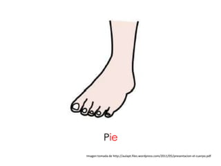 Pie
Imagen tomada de http://aulapt.files.wordpress.com/2011/05/presentacion-el-cuerpo.pdf
 