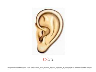 Oído
Imagen tomada de http://www.zazzle.com/caramelo_audio_humano_del_oido_del_doctor_de_oido_tarjeta-137173057240028637?lang=es
 