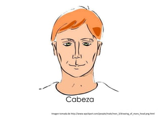 Cabeza
Imagen tomada de http://www.wpclipart.com/people/male/men_3/drawing_of_mans_head.png.html
 