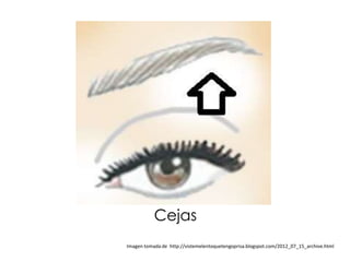 Cejas
Imagen tomada de http://vistemelentoquetengoprisa.blogspot.com/2012_07_15_archive.html
 