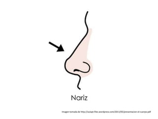 Nariz
Imagen tomada de http://aulapt.files.wordpress.com/2011/05/presentacion-el-cuerpo.pdf
 