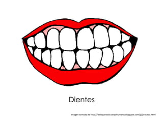 Dientes
Imagen tomada de http://webquestelcuerpohumano.blogspot.com/p/proceso.html
 