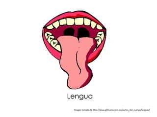 Lengua
 Imagen tomada de http://www.gifmania.com.co/partes_del_cuerpo/lenguas/
 