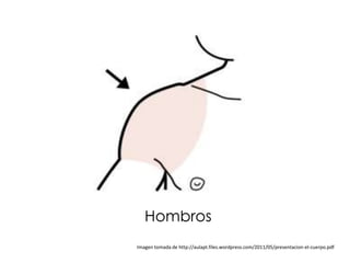 Hombros
Imagen tomada de http://aulapt.files.wordpress.com/2011/05/presentacion-el-cuerpo.pdf
 
