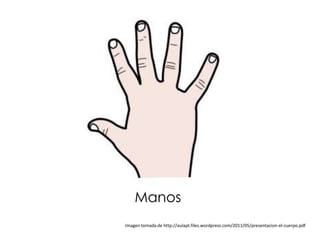 Manos
Imagen tomada de http://aulapt.files.wordpress.com/2011/05/presentacion-el-cuerpo.pdf
 