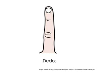 Dedos
Imagen tomada de http://aulapt.files.wordpress.com/2011/05/presentacion-el-cuerpo.pdf
 