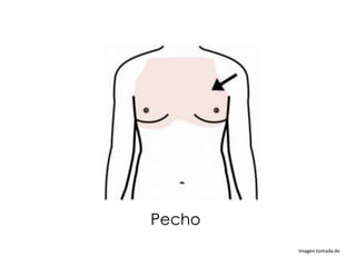 Pecho
        Imagen tomada de
 
