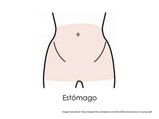 Estómago
Imagen tomada de http://aulapt.files.wordpress.com/2011/05/presentacion-el-cuerpo.pdf
 