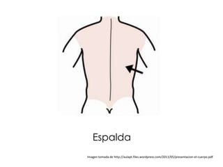 Espalda
Imagen tomada de http://aulapt.files.wordpress.com/2011/05/presentacion-el-cuerpo.pdf
 