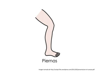 Piernas
Imagen tomada de http://aulapt.files.wordpress.com/2011/05/presentacion-el-cuerpo.pdf
 