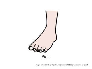 Pies
Imagen tomada de http://aulapt.files.wordpress.com/2011/05/presentacion-el-cuerpo.pdf
 