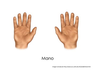 Mano
   Imagen tomada de http://www.aic.cuhk.edu.hk/web8/Hand.htm
 