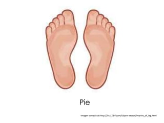 Pie
Imagen tomada de http://es.123rf.com/clipart-vector/imprint_of_leg.html
 