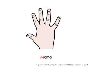 Mano
Imagen tomada de http://aulapt.files.wordpress.com/2011/05/presentacion-el-cuerpo.pdf
 