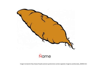 Ñame
Imagen tomada de http://www.freepik.es/vector-gratis/name-camote-vegetales-imagenes-predisenadas_383056.htm
 