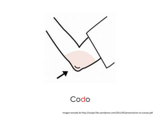Codo
Imagen tomada de http://aulapt.files.wordpress.com/2011/05/presentacion-el-cuerpo.pdf
 