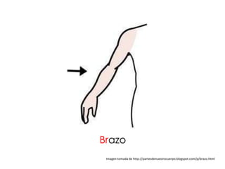 Brazo
 Imagen tomada de http://partesdenuestrocuerpo.blogspot.com/p/brazo.html
 