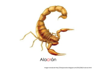 Alacrán
 Imagen tomada de http://listoparavolar.blogspot.com/2012/06/el-alacran.html
 