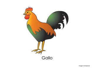Gallo
        Imagen tomada de
 