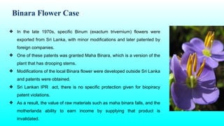 Binara Flower Case
❖ In the late 1970s, specific Binum (exactum trivernium) flowers were
exported from Sri Lanka, with minor modifications and later patented by
foreign companies.
❖ One of these patents was granted Maha Binara, which is a version of the
plant that has drooping stems.
❖ Modifications of the local Binara flower were developed outside Sri Lanka
and patents were obtained.
❖ Sri Lankan IPR act, there is no specific protection given for biopiracy
patent violations.
❖ As a result, the value of raw materials such as maha binara falls, and the
motherlanda ability to earn income by supplying that product is
invalidated.
 