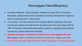 Weniwalgata Patent(Biopiracy)
● According to Marsoof, "serious biopiracy" threatens Sri Lanka (2010). According to
Bengwayan, global pharmaceutical corporations are taking chemicals from indigenous
plants and patenting them in other nations.
● For example, it has been discovered that nineteen different medications have been
manufactured utilizing chemicals found in the Keena tree of Sri Lanka (Gracia,2007)In
1997, the American Chemical Society granted a patent to a Japanese pharmaceutical
business for a product derived from this plant.
● Japanese, European, and American producers have also registered the plant
Weniwelgata, which is used by Sri Lankans to treat fever, coughs, and colds.
● Unfortunately, the current legal structure is woefully inadequate for combating bio piracy.
 