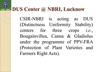 DUS Center @ NBRI, Lucknow
CSIR-NBRI is acting as DUS
(Distinctness Uniformity Stability)
centers for three crops i.e.,
Bougainvillea, Canna & Gladiolus
under the programme of PPV-FRA
(Protection of Plant Varieties and
Farmers Right Acts).
 
