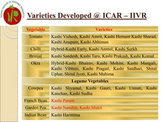 Vegetable Varieties
Tomato Kashi Vishesh, Kashi Amrit, Kashi Hemant Kashi Sharad,
Kashi Anupam, Kashi Abhiman
Chilli Hybrid-Kashi Early, Kashi Anmol, Kashi Surkh
Brinjal Kashi Sandesh, Kashi Taru, Kashi Prakash, Kashi Komal
Okra Hybrid-Kashi Bhairav, Kashi Mohini, Kashi Mangali,
Kashi Vibhuti, Kashi Pragati, Kashi Satdhari, Shital
Uphar, Shital Jyoti, Kashi Mahima
Legume Vegetables
Cowpea Kashi Shyamal, Kashi Gauri, Kashi Unnati, Kashi
Kanchan, Kashi Sudha
Franch Bean Kashi Param
Garden Pea Kashi Nandini, Kashi Mukti
Indian Bean Kashi Harittima
Varieties Developed @ ICAR – IIVR
 