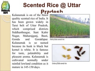 Scented Rice @ Uttar
PradeshKalanamak is on of the finest
quality scented rice of India. It
has been grown widely in
Tarai belt of Uttar Pradesh,
which comprised districts
Siddharthnagar, Sant Kabir
Nagar, Maharajganj, Basti,
Gonda and Gorakhpur.
Kalanamak is so named
because its husk is black but
kernel is white. It is famous
for taste, palatability and
pleasent aroma. Kalanamak is
cultivated normally under
rainfed lowland condition as it
mature in 145-150 days.
 
