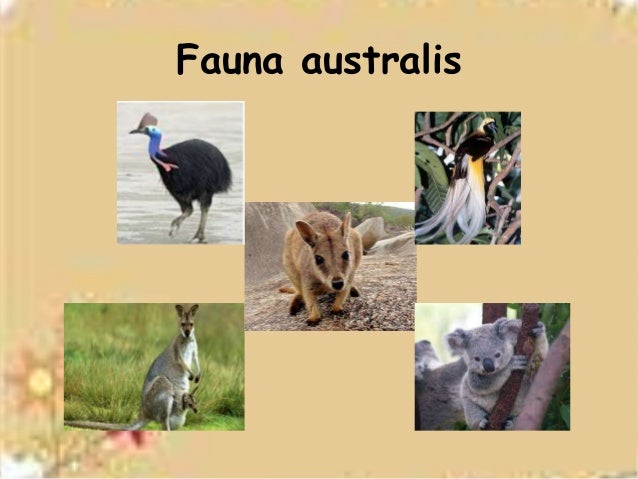 Contoh Fauna Australis  Rajiman