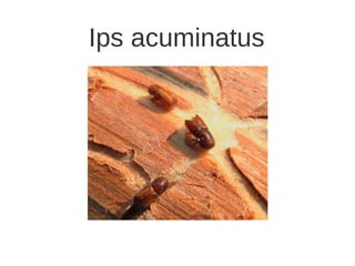 Ips acuminatus

 