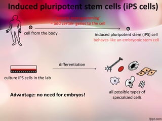 Induced Pluripotent Stem Cells, iPSCs | PPTX