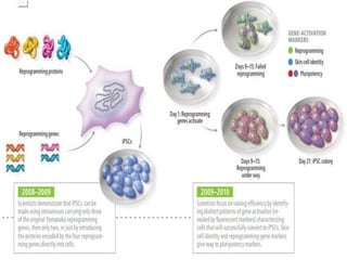 Induced Pluripotent Stem Cells, iPSCs | PPTX