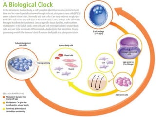 Induced Pluripotent Stem Cells, iPSCs | PPTX