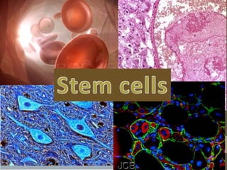 What are stem cells?
 