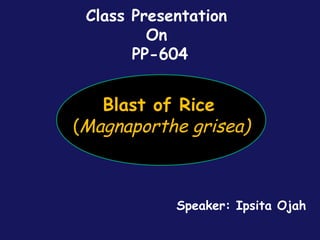 Blast of Rice
 (Magnaporthe grisea)
Class Presentation
On
PP-604
Speaker: Ipsita Ojah
 